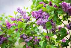 淡紫色花朵美丽的群淡紫色特写镜头淡紫色开花淡紫色布什布鲁姆淡紫色花花园