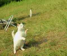 白色毛茸茸的猫捕获鱼