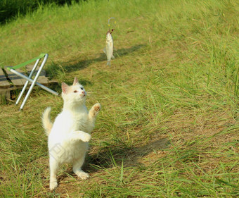 白色毛茸茸的<strong>猫</strong>捕获鱼