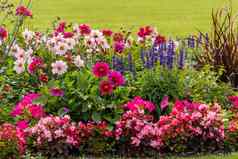 集团美丽的色彩斑斓的花花园