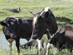 牛象征一年牛吃草绿色草地