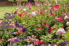 集团美丽的色彩斑斓的花花园