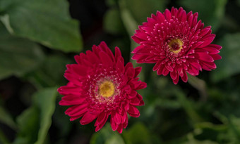 粉红色的非洲菊花黄色的花粉模糊背景绿色叶子花园装饰花园植物减少花温柔的粉红色的红色的花瓣非洲菊花花园自然特写镜头