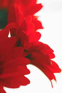 红色的黛西花孤立的白色背景花艺术美自然
