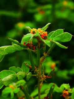 美丽的橙色黄色的颜色孔雀花孔雀花蔷薇属pulcherrima