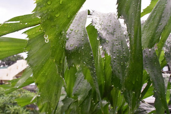 热带绿色叶子<strong>树叶</strong>植物<strong>纹理背景</strong>monstera叶植物成长河热带雨林自然离开表面阴影