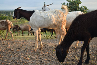 棕色（的）山羊场免费的陡峭的山羊山羊吃草山羊牧场山羊波特莱