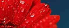 红色的黛西花花瓣早....露水滴花背景美自然