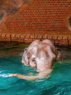 大象洗澡清晰的水