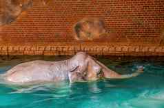 大象洗澡清晰的水