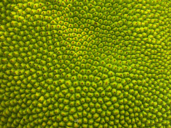 摘要绿色自然模糊背景年轻的菠萝蜜特写镜头纹理有尖刺的皮肤水果