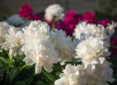 粉红色的白色花牡丹开花背景粉红色的牡丹牡丹花园