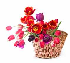 春天颜色郁金香花束粉红色的红色的美丽的花孤立的