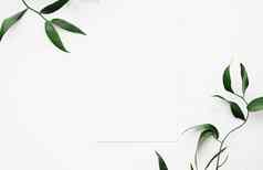 空白白色卡绿色叶子白色背景植物框架平铺婚礼邀请假期品牌平躺设计