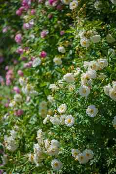 美丽的攀爬玫瑰春天花园