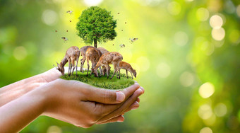 概念自然储备节约野生动物储备老虎鹿全球气候变暖食物面包生态人类手保护野生野生动物老虎鹿树手绿色背景太阳光