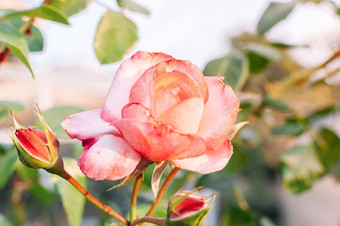 <strong>大特写</strong>镜头粉红色的玫瑰太阳日落粉红色的白色玫瑰灌木盛开的花园有爱心的玫瑰灌木灌木复制空间