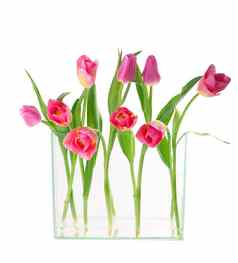 美丽的郁金香叶子玻璃花瓶孤立的透明的背景水平照片新鲜的春天花节日设计
