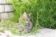 小灰色的小猫自然草肖像小猫