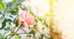 大特写镜头粉红色的玫瑰太阳日落粉红色的白色玫瑰灌木盛开的花园有爱心的玫瑰灌木灌木复制空间