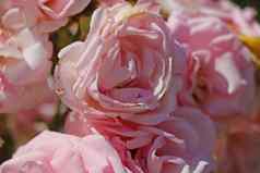 盛开的玫瑰味蕾公园阳光明媚的一天