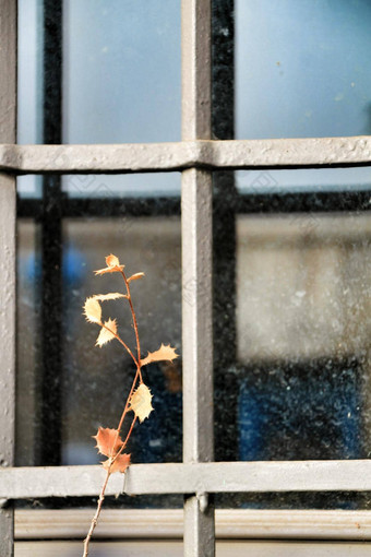 干植物使成格子状窗口