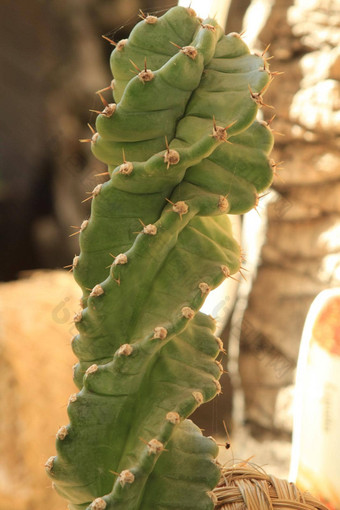 <strong>昙花</strong>,贾马卡鲁spiralis仙人掌植物