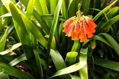 色彩斑斓的君子兰miniata花园