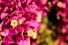 粉红色的叶子花属glabra花纹理花园
