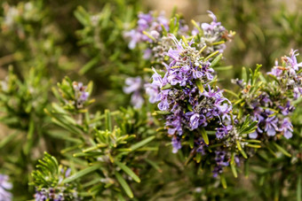 迷迭香属officinalis植物花园