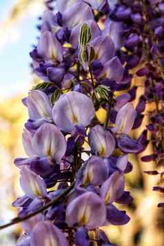 紫藤中国紫色的花花园
