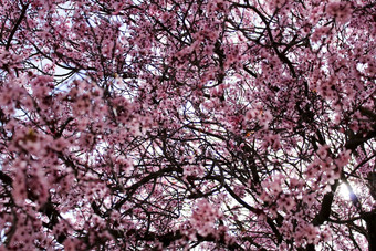 色彩斑斓的放松花园樱桃开花树里奥帕尔我的