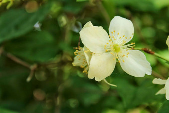 山<strong>梅花冠状动脉</strong>植物花园