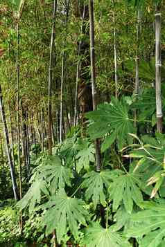 植被类型黑质森林花园楤木属植物
