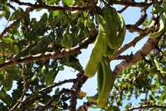 绿色角豆树水果挂ceratonia长角果树