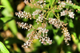 aloysia<strong>枸杞子</strong>植物花园