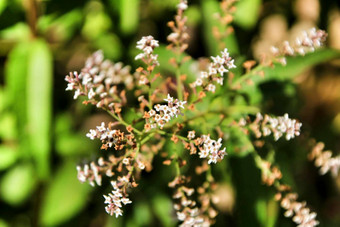 aloysia<strong>枸杞子</strong>植物花园