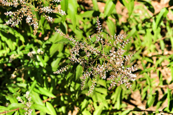 aloysia<strong>枸杞子</strong>植物花园