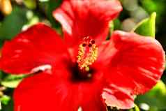 美丽的红色的芙蓉花花园
