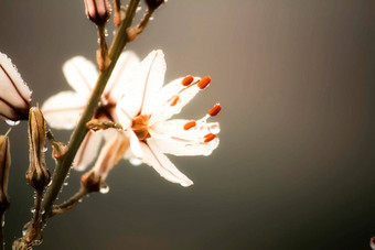 阿斯菲德勒斯fistulosus<strong>花露水</strong>滴