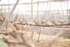 日益增长的葡萄水果植物树葡萄园农场