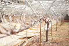 日益增长的葡萄水果植物树葡萄园农场