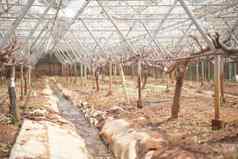 葡萄水果植物树日益增长的葡萄园农场