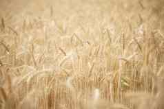 小麦大麦大米日益增长的帕迪场农田