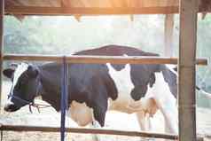 挤奶牛牛棚精品乳制品农场
