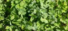 绿色背景幸运三叶草植物爱尔兰传统的象征帕特里克的一天