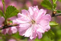 精致的粉红色的樱桃花模糊浪漫的背景