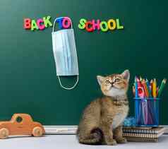 可爱的小猫苏格兰金钦奇利亚直坐着背景绿色粉笔董事会文具回来学校医疗面具挂