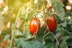 红色的西红柿形状李子成熟温室阳光迷你西红柿束美味的多汁的西红柿花园照片日益增长的健康的有机西红柿花园