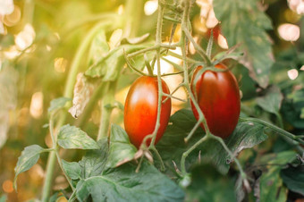 红色的西红柿形状李子成熟温室阳光迷你西红柿束美味的多汁的西红柿花园照片日益增长的健康的有机西红柿花园